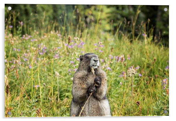 Hoary Marmot's Dinner Among the Flowers Acrylic by Belinda Greb