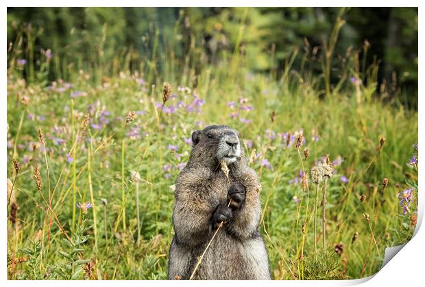 Hoary Marmot's Dinner Among the Flowers Print by Belinda Greb