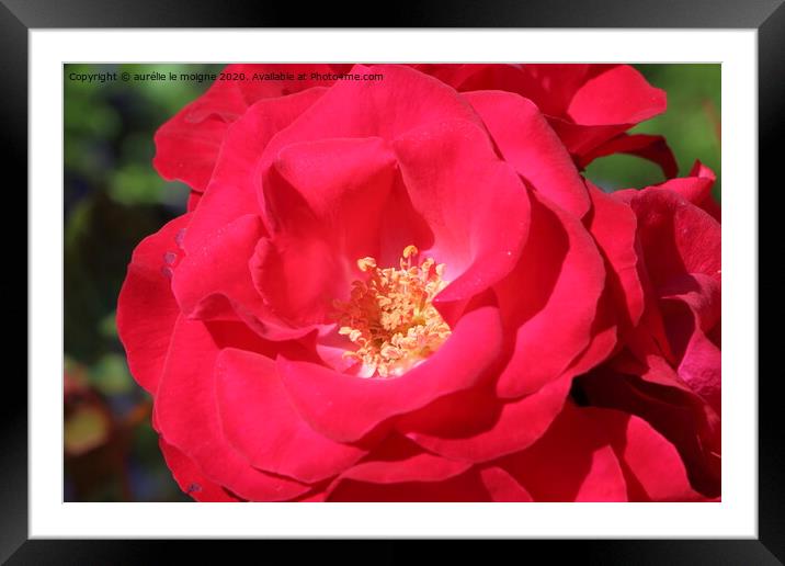 Red rose in a garden Framed Mounted Print by aurélie le moigne