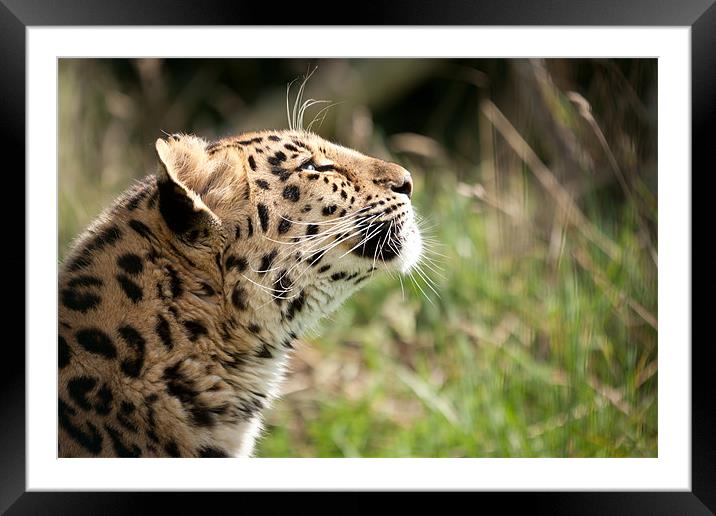 Suncatcher - Amur leopard Framed Mounted Print by Simon Wrigglesworth