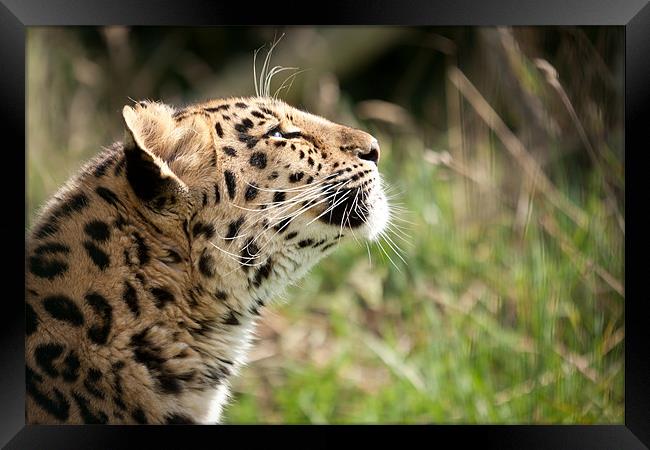 Suncatcher - Amur leopard Framed Print by Simon Wrigglesworth