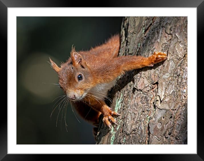 Curious red squirrel Framed Mounted Print by Vicky Outen