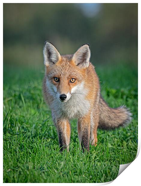 Red fox Print by Vicky Outen