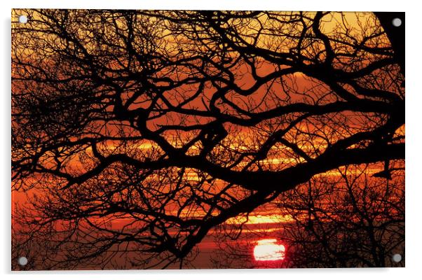 Sunset sihouette Acrylic by Steve Adams