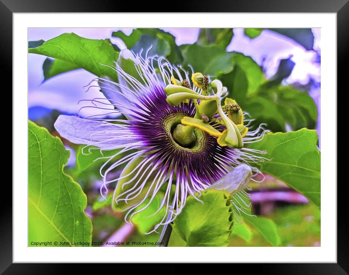 Passion Fruit Flower Framed Mounted Print by John Lusikooy