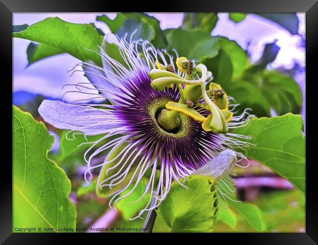 Passion Fruit Flower Framed Print by John Lusikooy