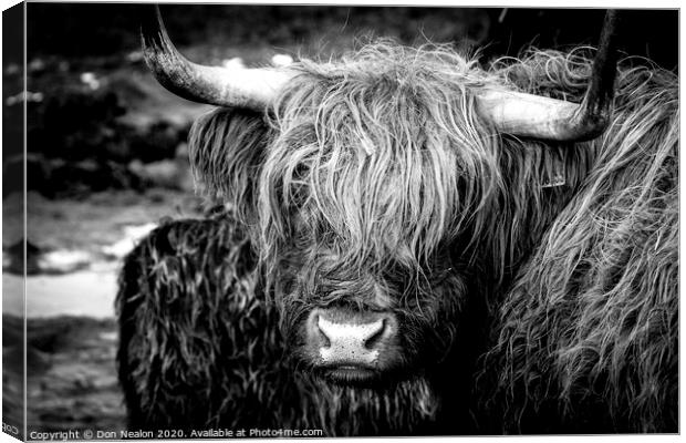 Highland cow Canvas Print by Don Nealon