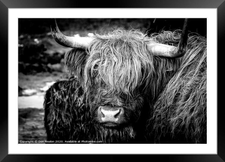 Highland cow Framed Mounted Print by Don Nealon