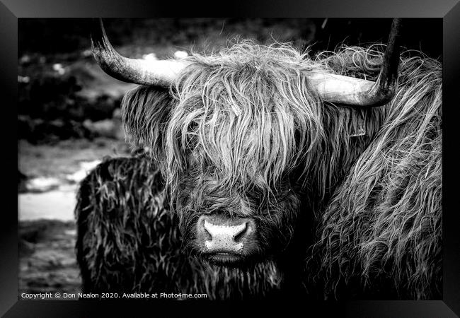 Highland cow Framed Print by Don Nealon