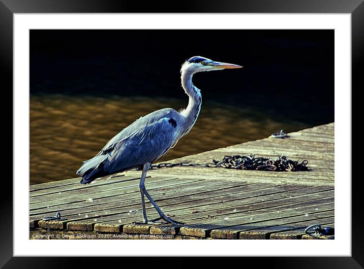 Grey Heron on the hunt Framed Mounted Print by David Atkinson