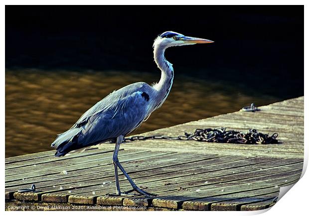 Grey Heron on the hunt Print by David Atkinson