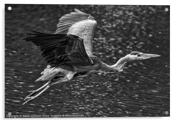 Heron in flight Acrylic by David Atkinson