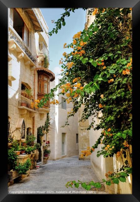 Rabat town Mdina Malta Framed Print by Diana Mower