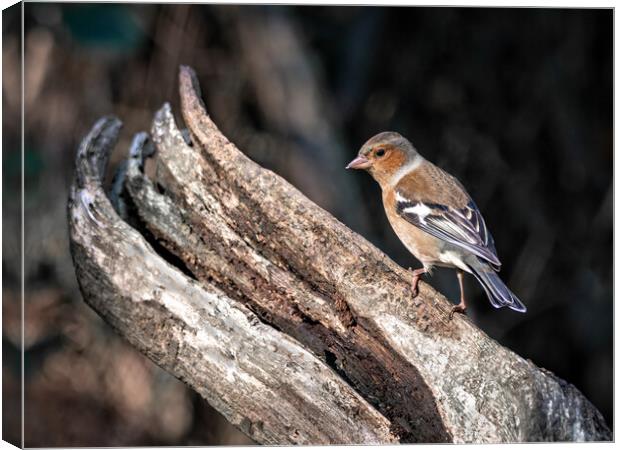 Male chaffinch on a log  Canvas Print by Vicky Outen