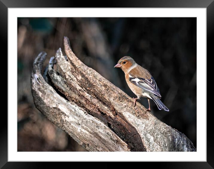 Male chaffinch on a log  Framed Mounted Print by Vicky Outen