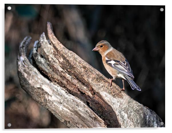 Male chaffinch on a log  Acrylic by Vicky Outen