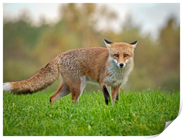 Red fox Print by Vicky Outen