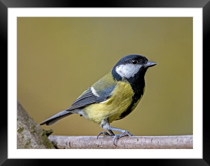 Great tit on a branch Framed Mounted Print by Vicky Outen