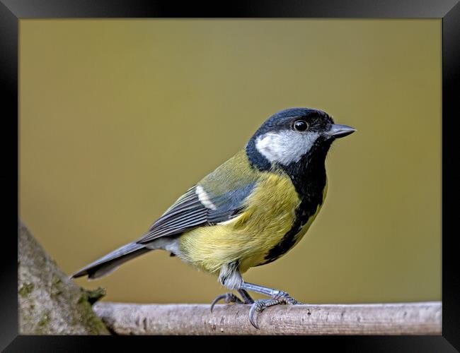 Great tit on a branch Framed Print by Vicky Outen