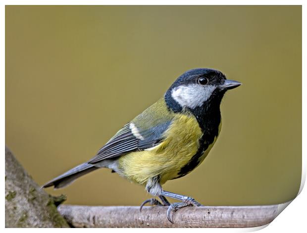Great tit on a branch Print by Vicky Outen