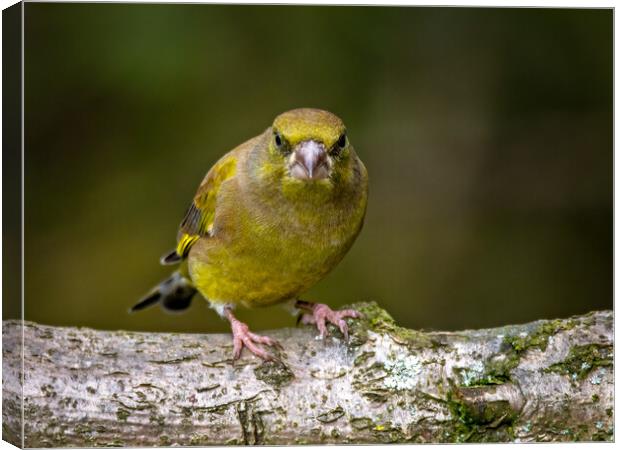 Greenfinch Canvas Print by Vicky Outen