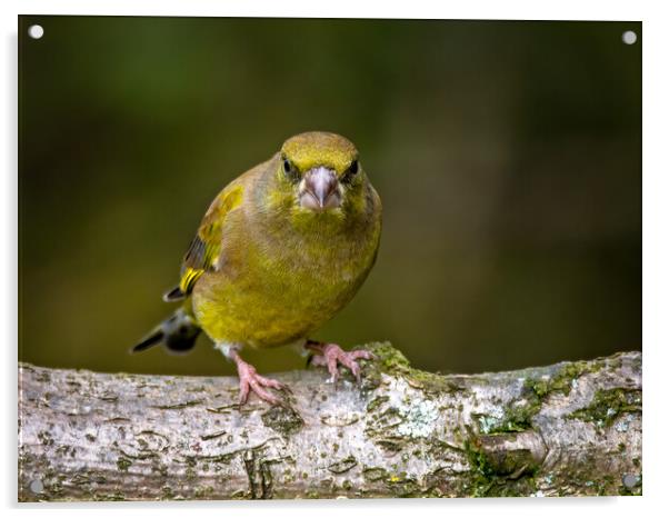 Greenfinch Acrylic by Vicky Outen