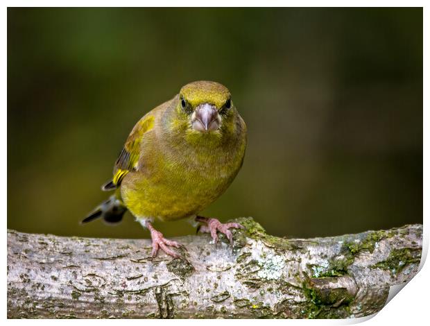 Greenfinch Print by Vicky Outen