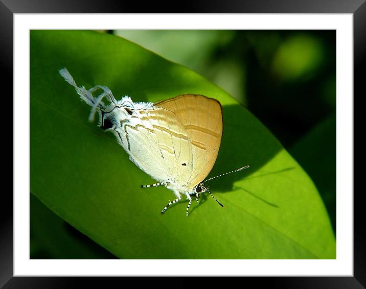 Shy Butterfly Framed Mounted Print by Serena Bowles