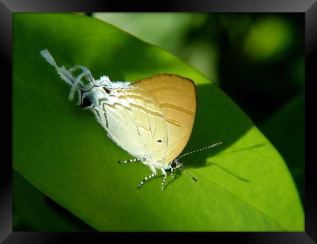 Shy Butterfly Framed Print by Serena Bowles