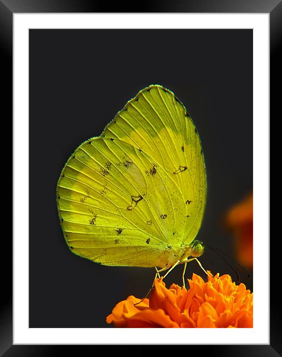 Yellow and Orange Framed Mounted Print by Serena Bowles