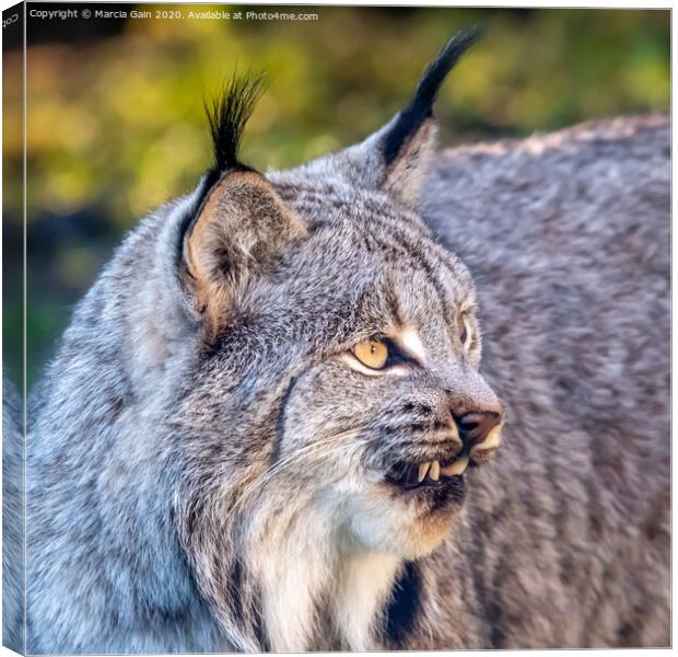 Close up of a Canadian Lynx Canvas Print by Marcia Reay