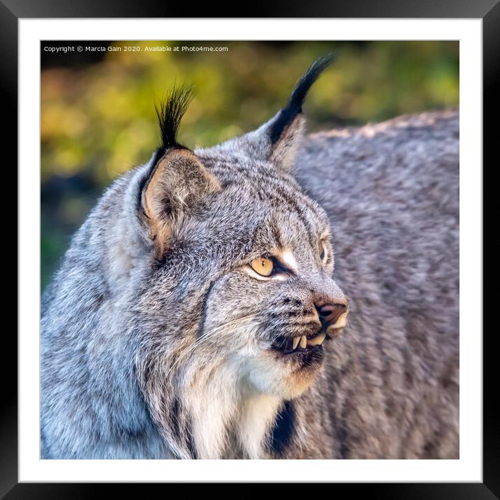 Close up of a Canadian Lynx Framed Mounted Print by Marcia Reay
