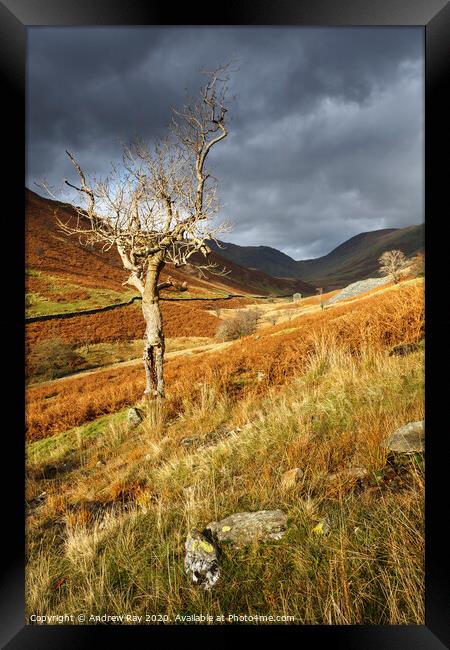 Lone tree (Troutbeck) Framed Print by Andrew Ray