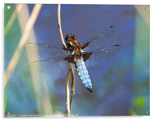 Broad-Bodied Chaser Acrylic by Angela Cottingham