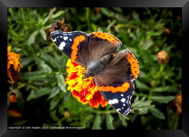 Majestic Red Admiral Butterfly Framed Print by Don Nealon