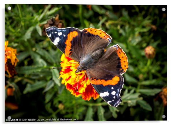 Majestic Red Admiral Butterfly Acrylic by Don Nealon