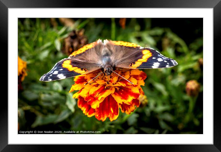 Majestic Red Admiral Feeding Framed Mounted Print by Don Nealon