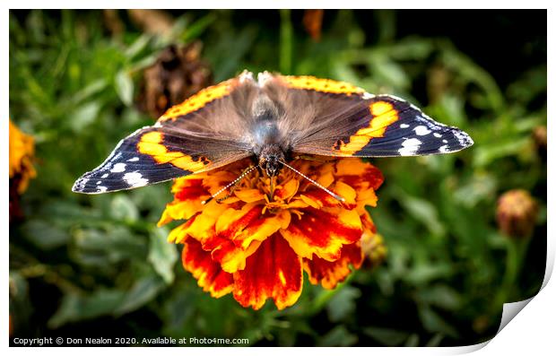 Majestic Red Admiral Feeding Print by Don Nealon
