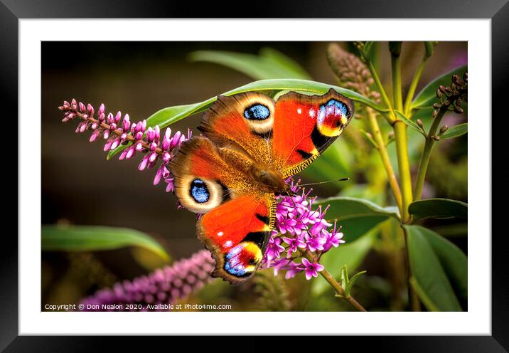 Majestic Peacock Butterfly Framed Mounted Print by Don Nealon