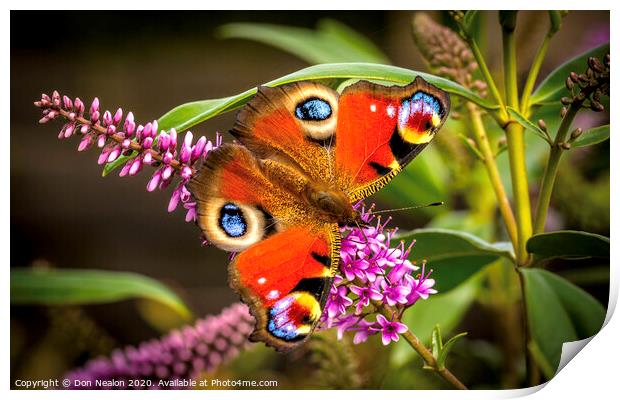 Majestic Peacock Butterfly Print by Don Nealon
