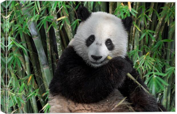 Giant Panda Eating Bamboo Canvas Print by Arterra 