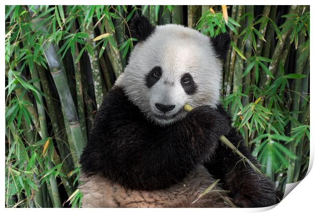 Giant Panda Eating Bamboo Print by Arterra 