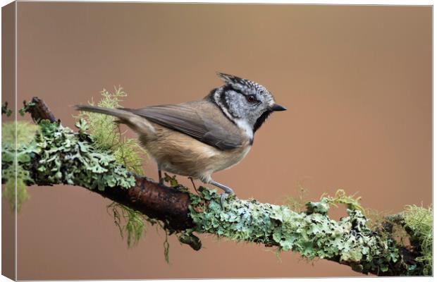 Crested Tit in Autumn Canvas Print by Arterra 