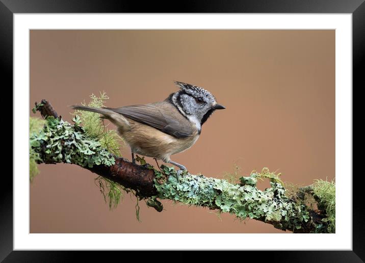 Crested Tit in Autumn Framed Mounted Print by Arterra 
