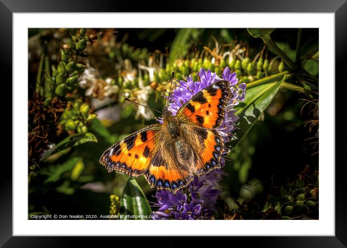 Tortiseshell butterfly Framed Mounted Print by Don Nealon