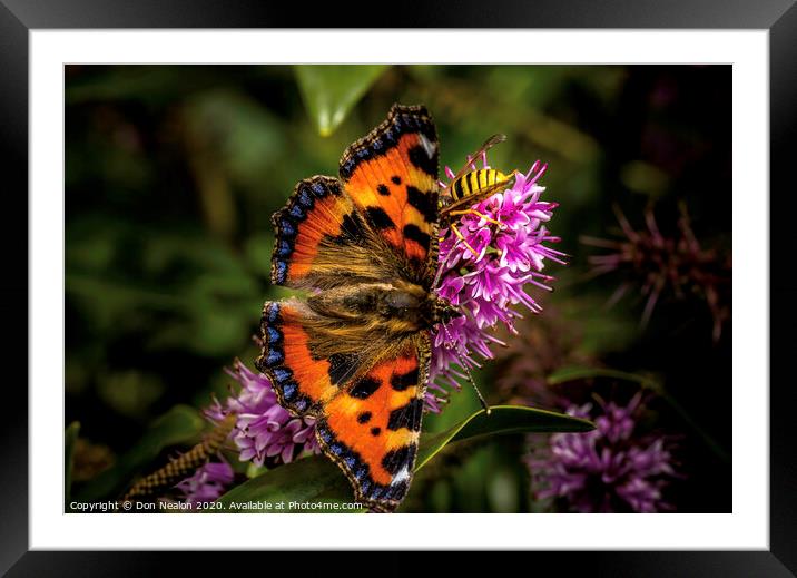 A Pollination Dance Framed Mounted Print by Don Nealon