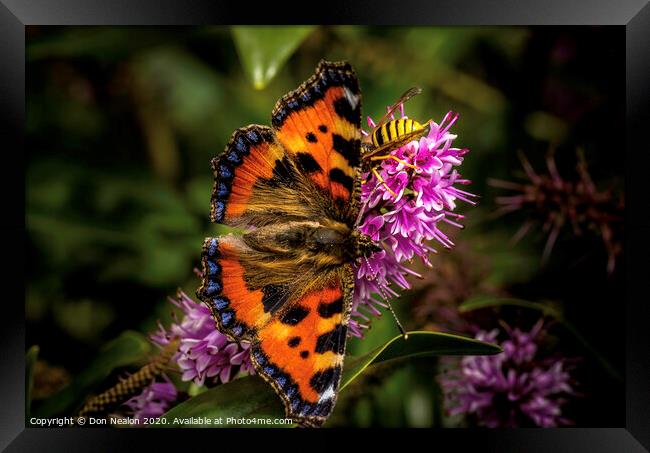 A Pollination Dance Framed Print by Don Nealon