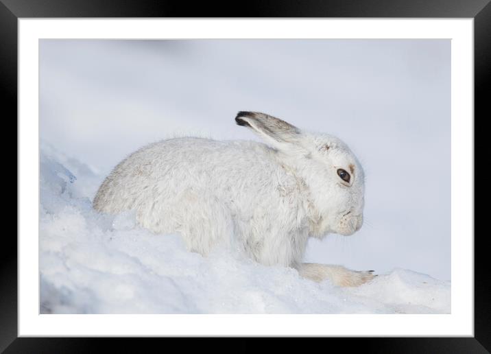 Mountain Hare in Winter, Scotland Framed Mounted Print by Arterra 