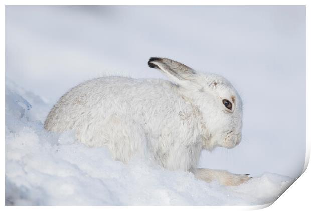 Mountain Hare in Winter, Scotland Print by Arterra 