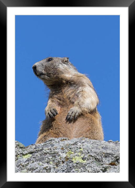 Alert Alpine Marmot Framed Mounted Print by Arterra 